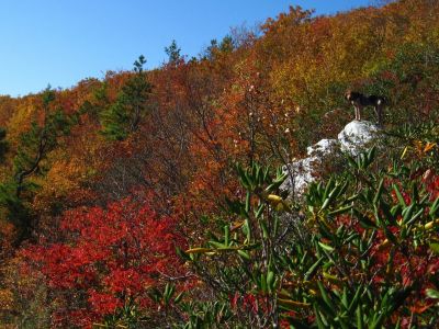 Dog On Cliff-Rock
October, 2011

