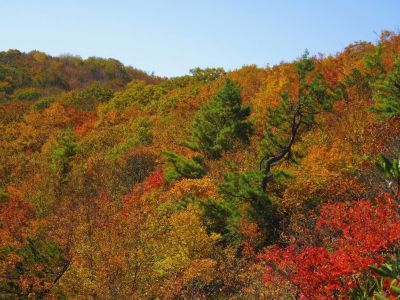 View From White Rocks Cliff, NC
October, 2011

