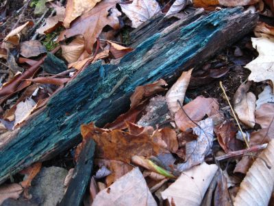 Blue Wood
Davis Creek
11-12-2011 
