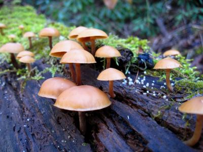 Clustered Galerina
on mossy log.
Deadly poisonous...
Horse Creek
12-3-2011 
