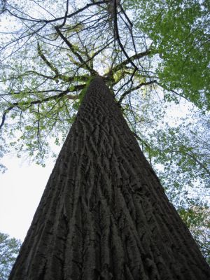 Tall Tree
April, 2010
