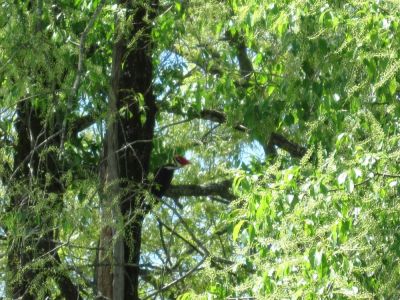 Woodpecker
May, 2010
