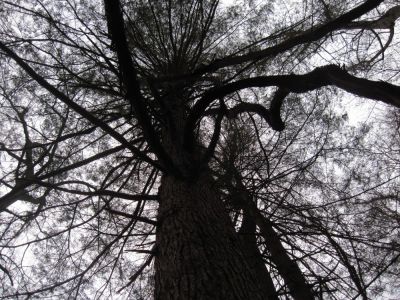 Large Tree
Silhouette, Middle Spring Ridge Trail,
12-3-2011
