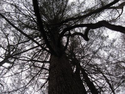 Large Tree
Silhouette, Middle Spring Ridge Trail,
12-3-2011
