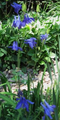 Blue Columbine
May, 2010
