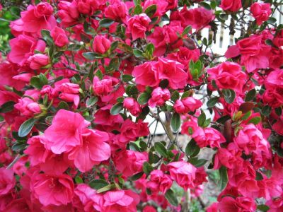 Scarlet Azalea
May, 2010
