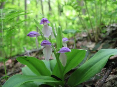 Showy Orchis
Wild Orchid
May, 2010
