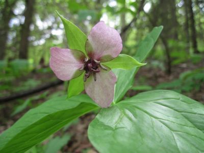 Mixed Colored Trillium
May, 2010
