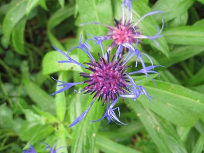 Blue Bee Balm
May, 2010
