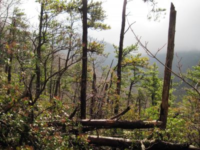 Middle Spring Ridge Trail
Cloudy and Sunny at the same time...
Middle Spring Ridge Trail,
December 17, 2011
