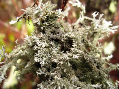 Sphagnum Moss
Middle Spring Ridge Trail,
December 17, 2011
