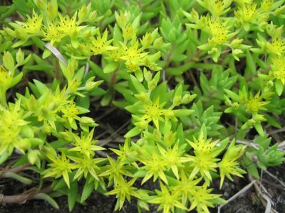 Sedum
more traditional variety...
May, 2010
