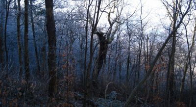 Interesting Tree
Middle Spring Ridge Trail,
December 17, 2011
