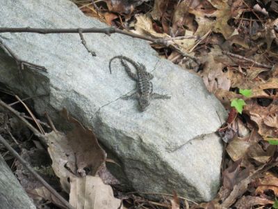Mountain Lizard
Eastern Fence Lizard...On Cliff Ridge,
May, 2010
