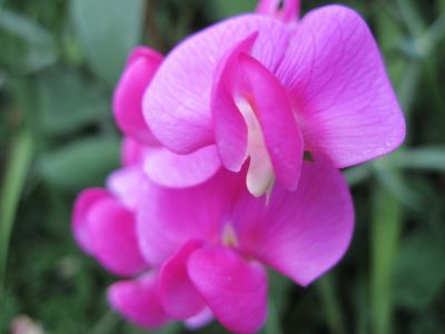 Violet Sweet Pea
June, 2010
