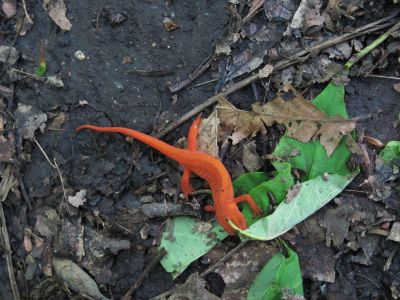 Small Orange Lizard
June, 2010
