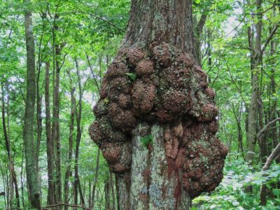 Rugged Tree
...with ferns growing on it.
Unaka Mountain,
June, 2010

