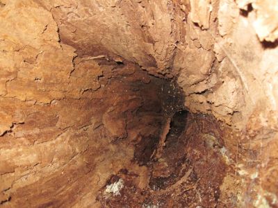 Inside Hollow Tree
Where are the li'l Keebler Elves?  Ever wonder what the inside of a hollow tree looks like?
Unaka Mountain, June, 2010
