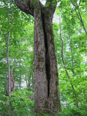 Split Tree
Unaka Mountain,
June, 2010
