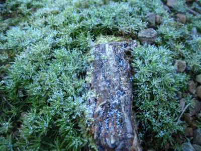 Frost on Hemlock Root
Middle Spring Ridge Trail,
December 17, 2011
