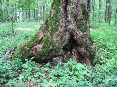 2-Legged Tree
Unaka Mountain, 
June, 2010
