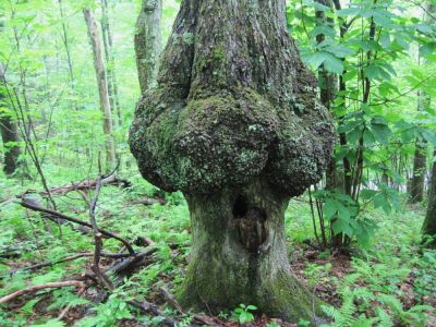 Hollow and Gnarly
Unaka Mountain, 
June, 2010
