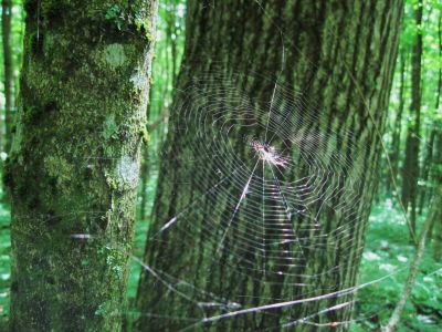 Spiderweb in Sunlight
Hogback Ridge, 
June, 2010
