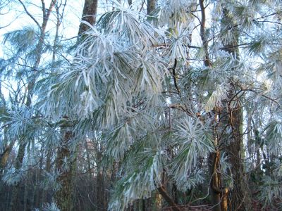 Hoar frost
On pine needles,
Middle Spring Ridge Trail,
December 17, 2011
