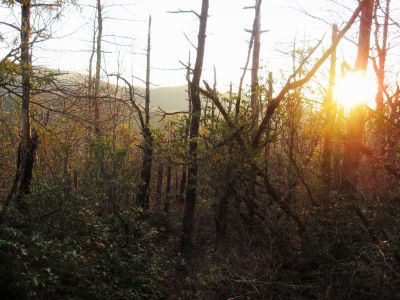 Middle Spring Ridge Trail
 Middle Spring Ridge Trail,
December 17, 2011
