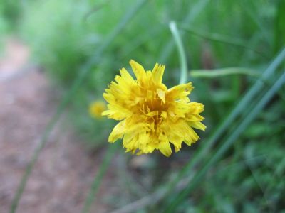 Rattlesnake Weed
or, perhaps, 'Hawkweed'...
Hogback Ridge, June, 2010
