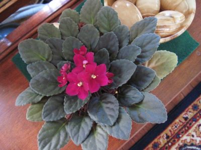 African Violet
tame, but pretty...
June, 2010
