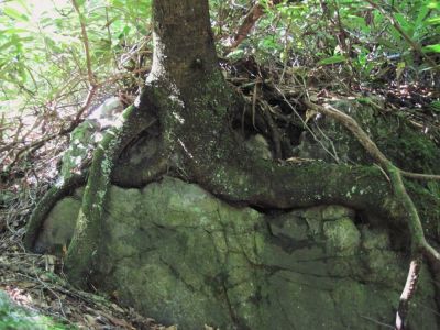 Roots Clinging to Boulder
Jones Branch Area of Unaka Mountain,
June, 2010
