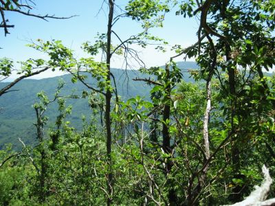 View from TN-NC State Line
Flattop Mountain across the river gorge...
June, 2010
