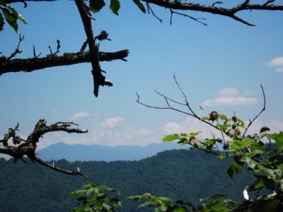View from TN-NC State Line
The Bald Mountain Chain visible above the ridge of Flattop Mountain,
June, 2010
