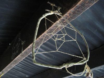 Dream Catcher
--hanging in the shelter at Curly Maple Gap.
June, 2010
