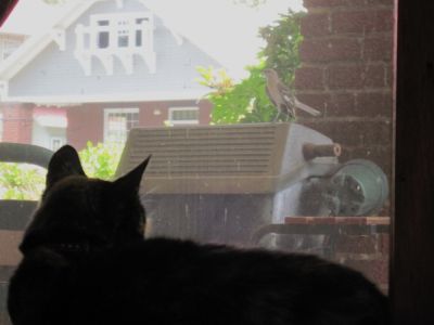 Free Entertainment
A Mockingbird entertains Cat.
June, 2010
