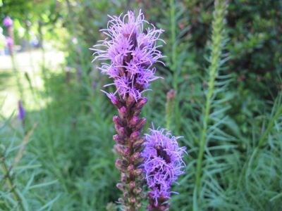 Blazing Star
close up,
June, 2010
