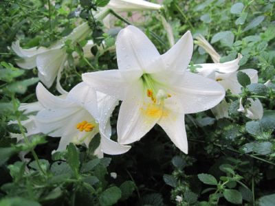 White Lilies
...after rain shower,
June, 2010
