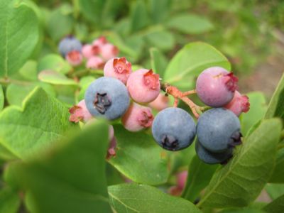 Blueberries
Buffalo Mountain,
June, 2010

