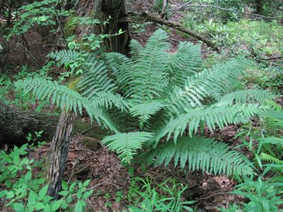 Giant Ostrich Ferns
Flattop Mountain,
June, 2010
