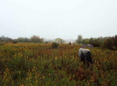 Wild Ponies in the Fog
1st ponies we encountered,
9-09
