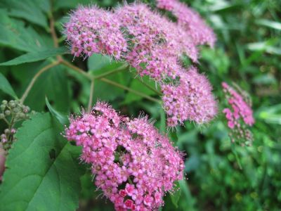 Swamp Milkweed
...in meadow on Flattop Mountain,
June, 2010
