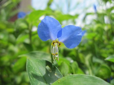 Tradescansia
'Asiatic Dayflower'
June, 2010
