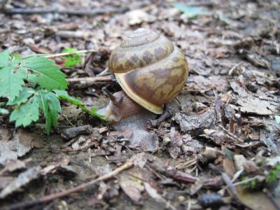 Snail
...hiking the trail.
Spivey Gap, July, 2010
