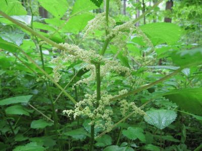 Stinging Nettles
Yes, they do 'sting'...
July, 2010
