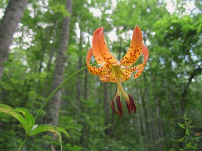 Turk's Cap Lily
near High Rocks,
July, 2010
