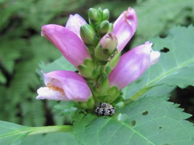 Funky Catapiller
...on a turtlehead blossom,
Roan Mountain, July, 2010
