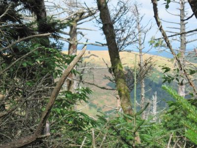 Jane Bald
...thru the trees, from the Roan High Knob Trail,
Roan Mountain, July, 2010
