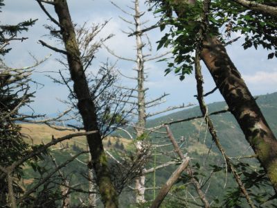 Where Jane Bald and Grassy Ridge Meet
Roan Mountain, July 2010
