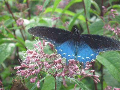 Blue butterfly on Iron Weed
Roan Mountain, 
July, 2010
